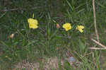 Bigfruit evening primrose